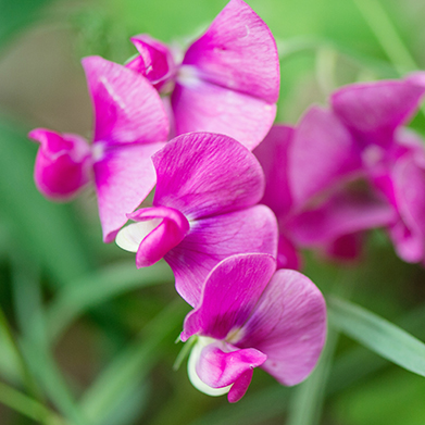 My Grandmom's Sweetpeas